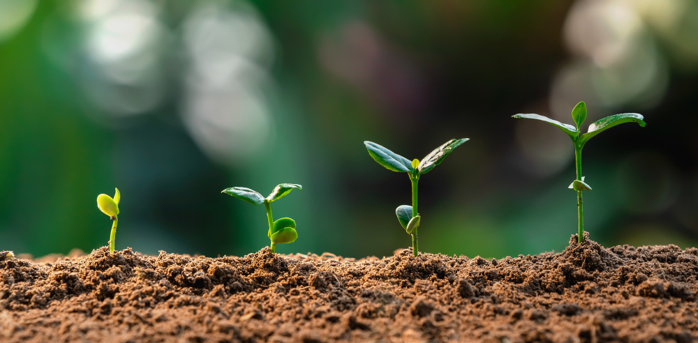 Sistema Agrario: Qué es el Modelo 296