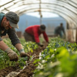Prestaciones de IT en periodos de actividad en Sistema Agrario