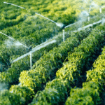 Problemas comunes en el Régimen Agrario y cómo evitarlos