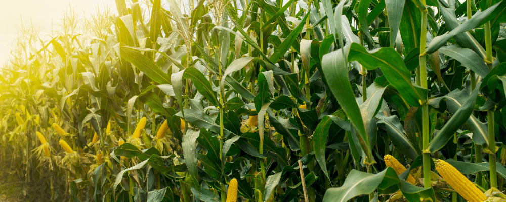 Problemas comunes en el Régimen Agrario y cómo evitarlos