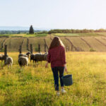 Bases y tipos de cotización en el Sistema Especial Agrario