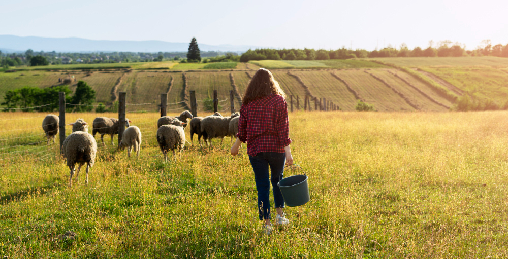 Bases y tipos de cotización en el Sistema Especial Agrario