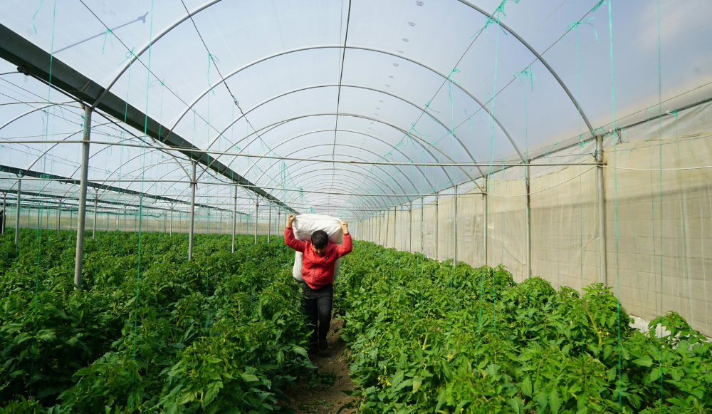 Modalidades de contratación en el sector agrícola en España