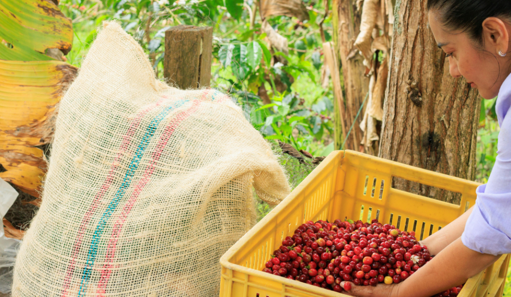 Modalidades de contratación en el sector agrícola en España