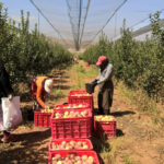 Modalidades de contratación en el sector agrícola en España