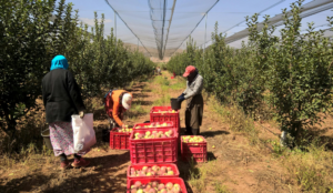 Modalidades de contratación en el sector agrícola en España