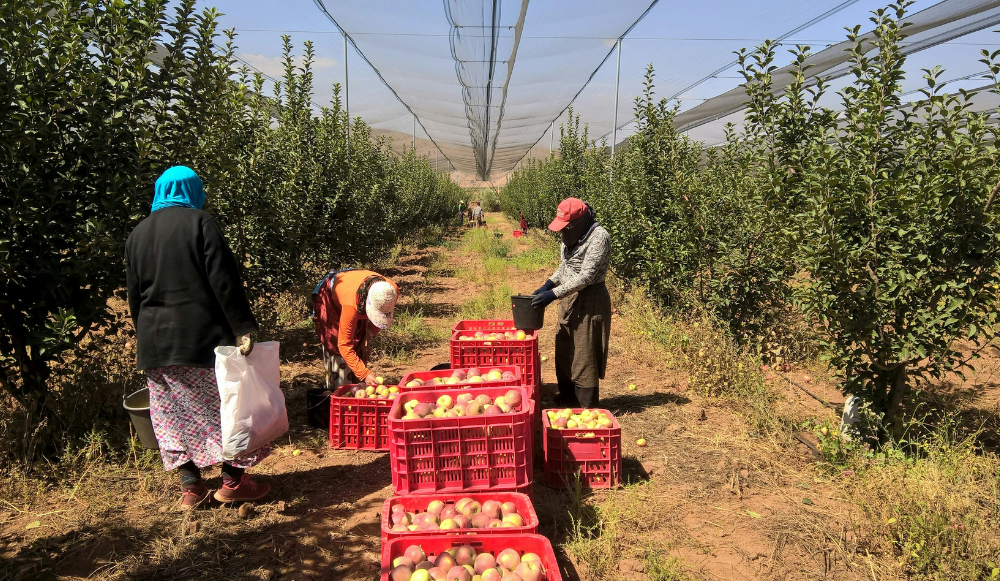 Modalidades de contratación en el sector agrícola en España