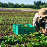 Derechos de los trabajadores temporeros en el campo español