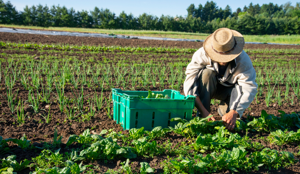 Derechos de los trabajadores temporeros en el campo español