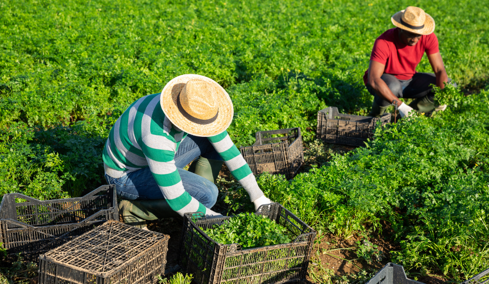 Derechos de los trabajadores temporeros en el campo español