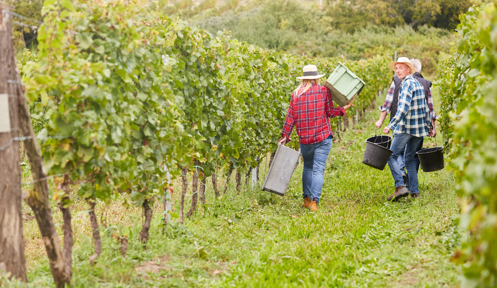 Derechos de los trabajadores temporeros en el campo español