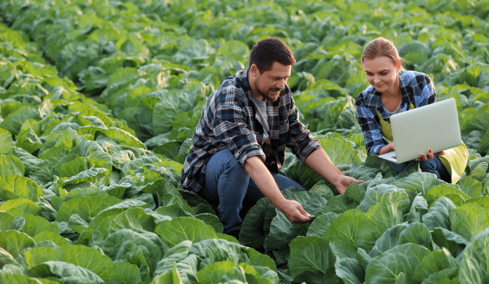 Mutuas en el Régimen Especial Agrario