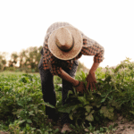Mutuas en el Régimen Especial Agrario