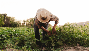 Mutuas en el Régimen Especial Agrario