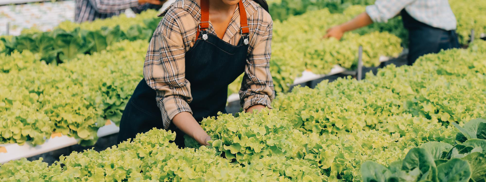 Cómo elegir la modalidad de cotización correcta en el Sistema Agrario